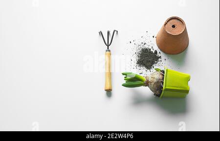 Germoglio di giacinto in una pentola di plastica e una piccola pentola di ceramica sul tavolo bianco, concetto di gadget e di trapianto di primavera, vista dall'alto con spazio di copia Foto Stock