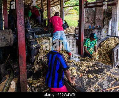 Antoine fiumi Distilleria di Rum, Saint Patrick, Grenada Foto Stock