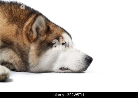 Primo piano di sonno marrone di Husky siberiano su sfondo bianco. Concetto di riposo del cane. Foto Stock