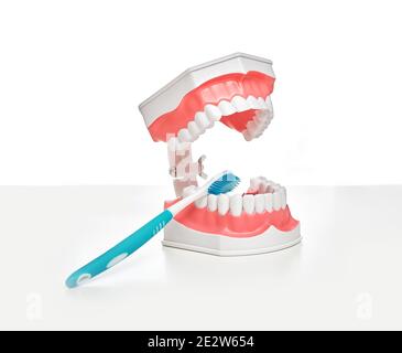 Stomatologia, igiene orale e dentale. Modello anatomico della mascella umana e dello spazzolino da denti su un tavolo in uno studio dentistico Foto Stock