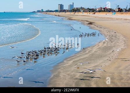 Gregge di gabbiani sulla spiaggia di Galveston vicino al muro di mare. Foto Stock