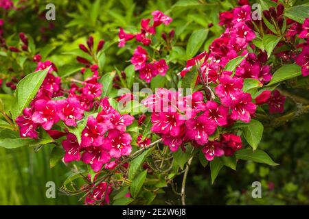 Fiori rosso brillante di Weigela florida 'Bristol Ruby' in pieno Fiore in e giardino inglese nel mese di maggio Foto Stock