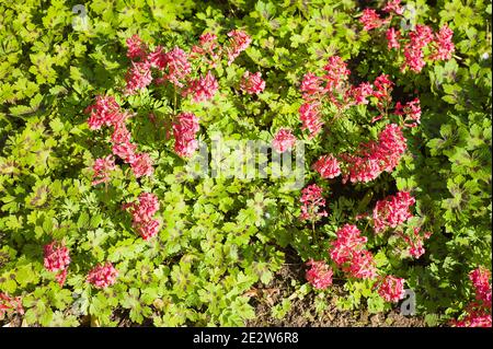 Corydalis solida, fiorita in rosa, a bassa crescita, dimostra un'efficace copertura del terreno Un giardino inglese in primavera Foto Stock