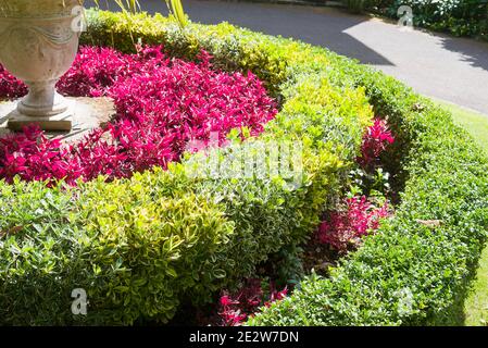 Un segmento di letto di fiori dell'isola concentricamente piantato nel Centro di un cortile degli arrivi in un giardino inglese su Guernsey Regno Unito Foto Stock