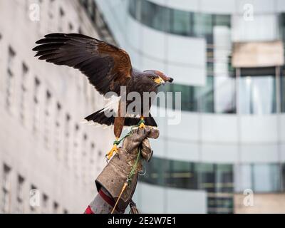 Londra, Regno Unito - 15 gennaio 2021: Un falco di Harris (Parabuteo unicinctus) al di fuori della Broadcasting House della BBC nel centro di Londra. L'uccello, chiamato Lightnin Foto Stock