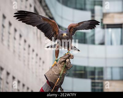 Londra, Regno Unito - 15 gennaio 2021: Un falco di Harris (Parabuteo unicinctus) al di fuori della Broadcasting House della BBC nel centro di Londra. L'uccello, chiamato Lightnin Foto Stock