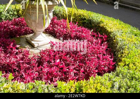 Un segmento di letto di fiori dell'isola concentricamente piantato nel Centro di un cortile degli arrivi in un giardino inglese su Guernsey Regno Unito Foto Stock