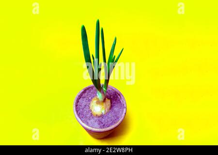 Cipolle verdi in pentola su sfondo giallo. Semina e coltivazione di piante Foto Stock