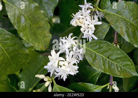 Fiori di caffè bianco sul ramo dell'albero in Guatemala, America centrale Foto Stock