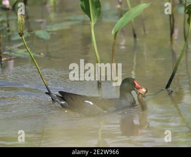 Moorhen comune con preda nel suo becco, probabilmente un tadpole Foto Stock