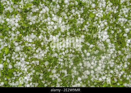 Grande grandine nell'erba verde dopo una tempesta di tuono. Foto Stock