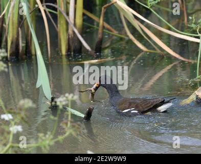 Moorhen comune con preda nel suo becco, probabilmente un tadpole Foto Stock