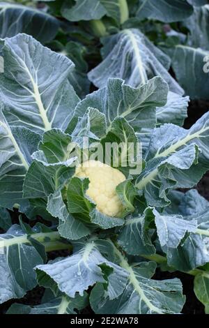 Gelo sul tardivo cavolfiore 'Triomphant', pronto per la raccolta. Gennaio. Brassica oleracea var. Botrytis. Foto Stock