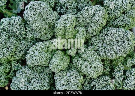 Gelo su una pianta di kale curly che cresce in un terreno vegetale di giardino posteriore. Brassica oleracea - gruppo acefala. Foto Stock