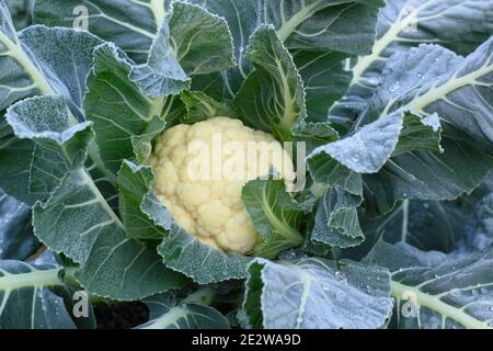 Gelo sul tardivo cavolfiore 'Triomphant', pronto per la raccolta. Gennaio. Brassica oleracea var. Botrytis. Foto Stock