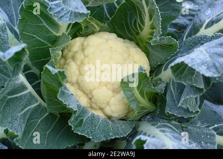 Gelo sul tardivo cavolfiore 'Triomphant', pronto per la raccolta. Gennaio. Brassica oleracea var. Botrytis. Foto Stock