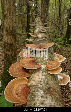 Fungi a mensola (Daedaleopsis confragosa) che crescono su un tronco di betulla d'argento (Betula pendula) caduto in legno deciduo, Gloucestershire, Regno Unito Foto Stock