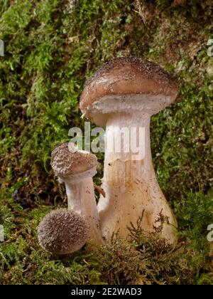 Funghi di miele bulbosi (Armillaria gallica) funghi che crescono su un albero marcito in boschi di latifoglie umide, Lower Woods Reserve, Gloucestershire, Regno Unito. Foto Stock