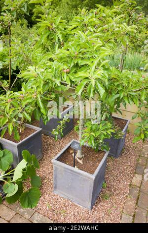 La crescita di alberi di mele in piantatrici piccole mostra ciò che è possibile Per giardinieri con piccoli giardini nel Regno Unito (Malus domestica Elstar) Foto Stock