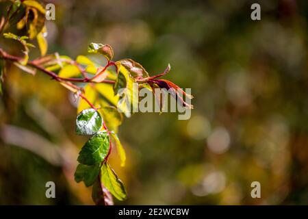 Nuove foglie su un roseto in primavera Foto Stock