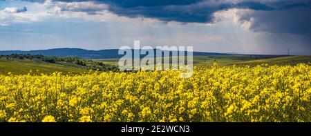 Primavera colza giallo fioritura campi vista panoramica, cielo con nuvole alla luce del sole. Naturale stagionale, bel tempo, clima, eco, agricoltura, campagna Foto Stock