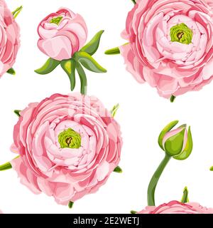 Ranunculus o buttercup. Motivo floreale senza cuciture con fiori rosa e boccioli Ranunculus. Illustrazione vettoriale isolata su sfondo bianco. Illustrazione Vettoriale
