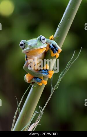 Una rana verde sull'albero di bambù Foto Stock