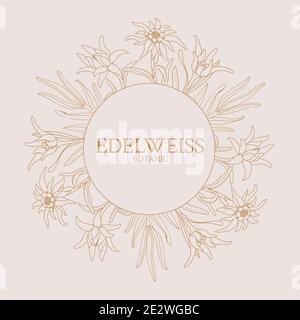 Edelweiss. Cornice con fiori di Edelweiss su sfondo rosa Illustrazione Vettoriale