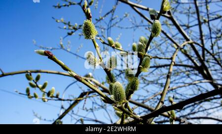 molla willow torsioni in fiore su uno sfondo di chiaro cielo blu Foto Stock