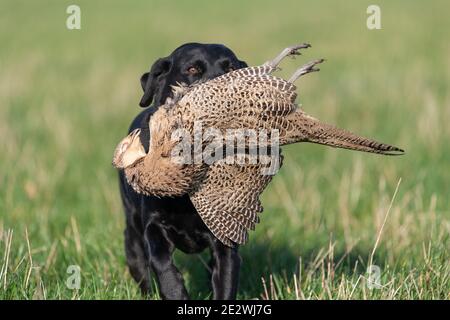 Ritratto di un Labrador nero che recupera un fagiano di gallina Foto Stock