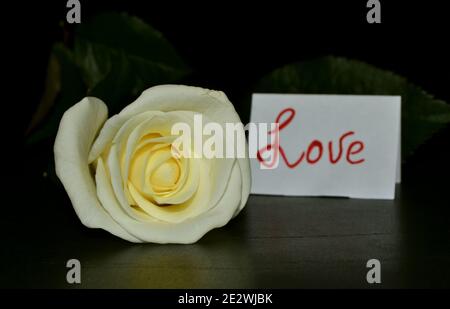 Rosa bianca e cartolina con l'iscrizione amore su nero sfondo Foto Stock