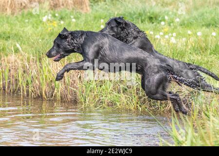 Due labrador neri che saltano insieme nell'acqua Foto Stock