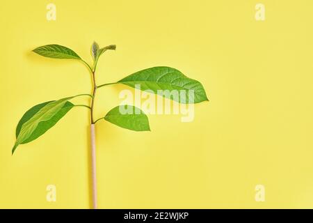 Tubi per bevande in carta e amido di mais, materiale biodegradabile e bicchieri di carta ecologica con foglie di germogli verdi su sfondo giallo tendente 2021 Foto Stock