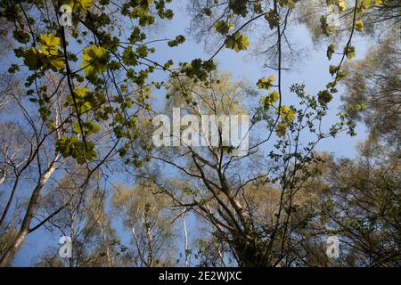 Una sottile nuvola bianca attraversa un cielo blu alto sopra la tettoia di legno di betulla adornata dal sole; corone verdi luminose fresche di primavera in cima agli alti alberi sottili. Foto Stock