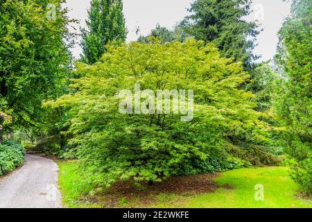 Solitario acero deciduo giapponese, acer palmatum linearilobum Foto Stock