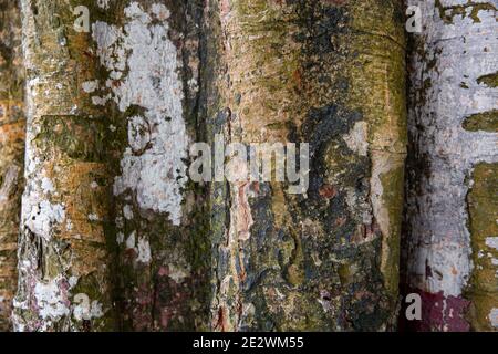 Vista ravvicinata del modello di pelle ad albero. Foto Stock