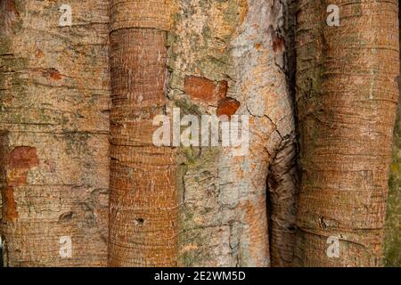 Vista ravvicinata del modello di pelle ad albero. Foto Stock