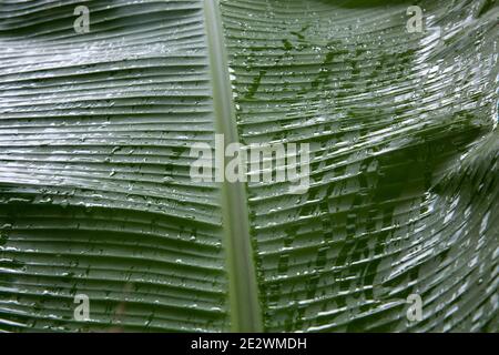 Goccia di pioggia su foglia di banana. Foto Stock