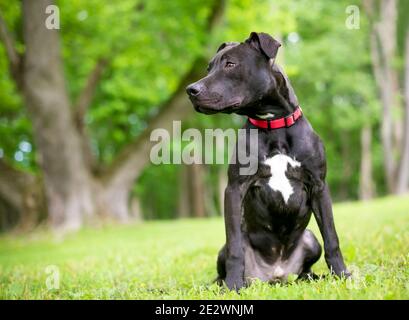 Un cane di razza mista Pit Bull Terrier nero e bianco che indossa un collare rosso, seduto all'aperto Foto Stock
