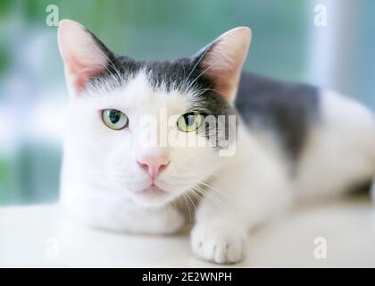 Un gatto di shortair grigio e bianco con occhi verdi che puntano alla fotocamera Foto Stock