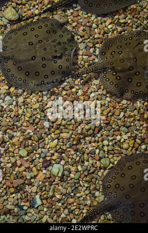 Vista dall'alto di Stingray moto (Potamotrygon moto) in acquario Foto Stock