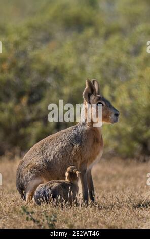 Patagonia cavi, Dolichotis patagonum, Penisola Valdes, Patrimonio dell'Umanità dell'UNESCO, Provincia di Chubut, Patagonia , Argentina. Foto Stock