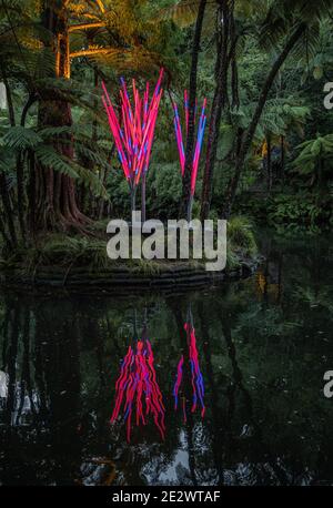 Illumination Twig al Festival delle luci di New Plymouth Foto Stock