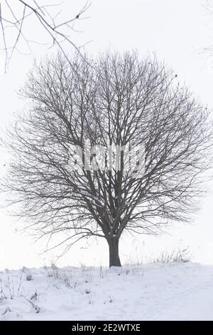 Un albero grande senza foglie. Nel mezzo di un parco invernale innevato. Foto Stock