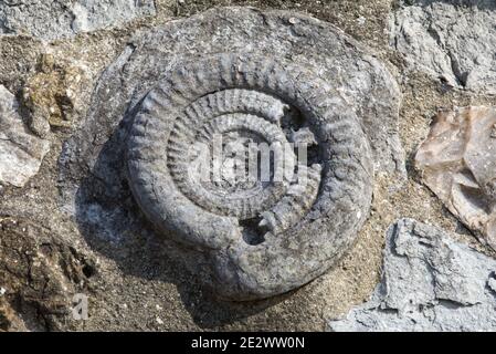 Ammonite situato nel muro di pietra di una storica casa fronte mare a Lyme Regis, Dorset, Inghilterra Foto Stock