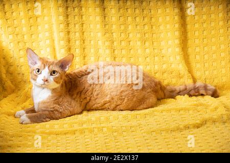 Giovane gatto rosso di Devon Rex zenzero che giace su Plaid. Gatto con capelli corti di razza inglese su sfondo giallo Plaid. Shorthair PET guardando la fotocamera Foto Stock