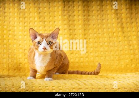 Divertente Red Ginger Devon Rex Cat poggiato su Plaid. Gatto con capelli corti di razza inglese su sfondo giallo Plaid. Shorthair PET Foto Stock