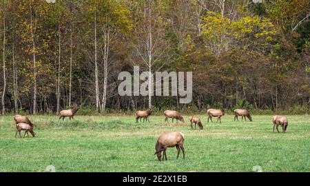 Mandria di alci al Great Smoky Mountains National Park vicino a Cherokee, North Carolina. (STATI UNITI) Foto Stock