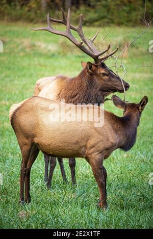 Elk buck con mucca in un campo vicino al Centro visitatori Oconaluftee all'interno del Great Smoky Mountains National Park vicino Cherokee, Carolina del Nord. (STATI UNITI) Foto Stock