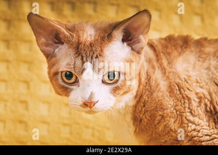 Red Ginger Devon Rex Cod. PROD. Gatto con capelli corti di razza inglese su sfondo giallo Plaid. Shorthair PET guardando la fotocamera. Primo piano verticale Foto Stock